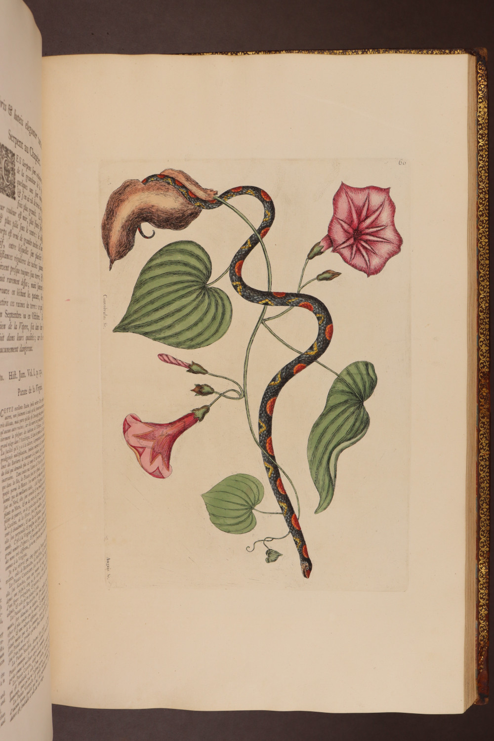 Plate  60